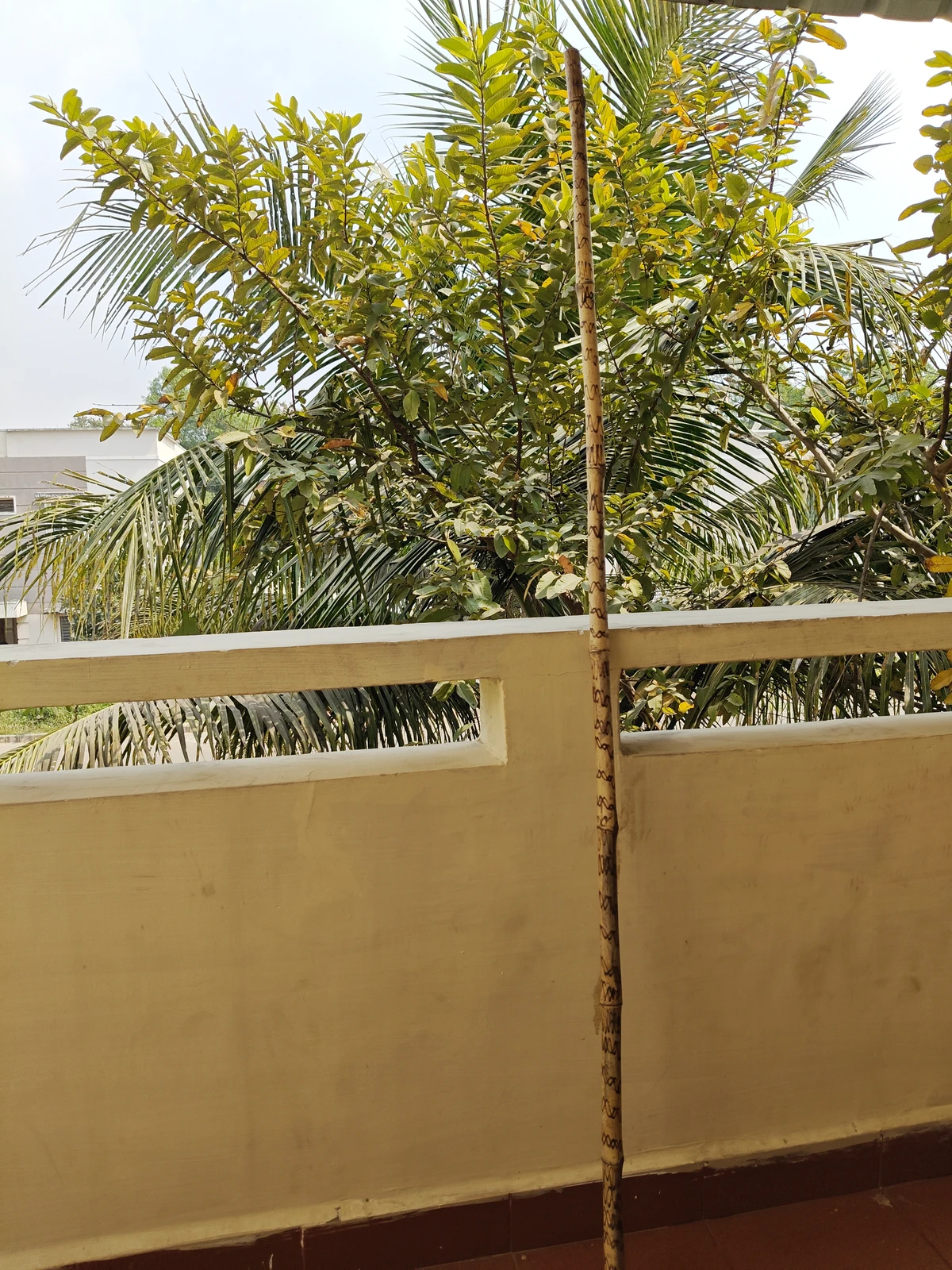 Bamboo Silambam Stick